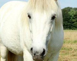 broodmare Glossa vom Kiebitzgrund (Iceland Horse,  , from Stormson)