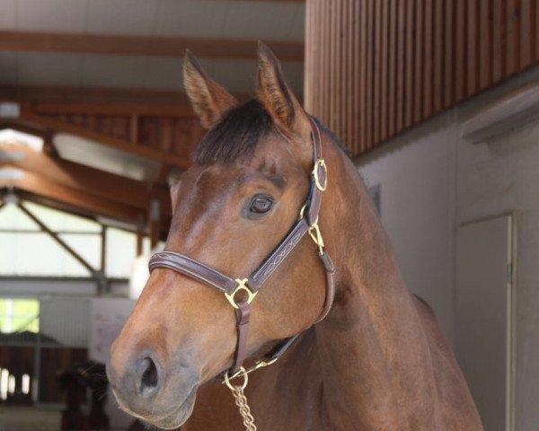 jumper Dhakiya (Holsteiner, 2011, from Cosido)