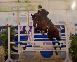 jumper La Palma 8 (Oldenburg show jumper, 2014, from Los Angeles)