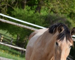 broodmare Fabula Maz (Pura Raza Espanola (PRE), 2009, from Meloso PM)