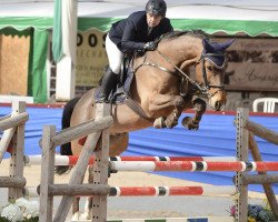 jumper Larino VI CH (Swiss Warmblood, 2002, from Landor S)