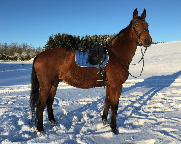 horse Vanessa (Sachse, 1998, from Werther's Wels)