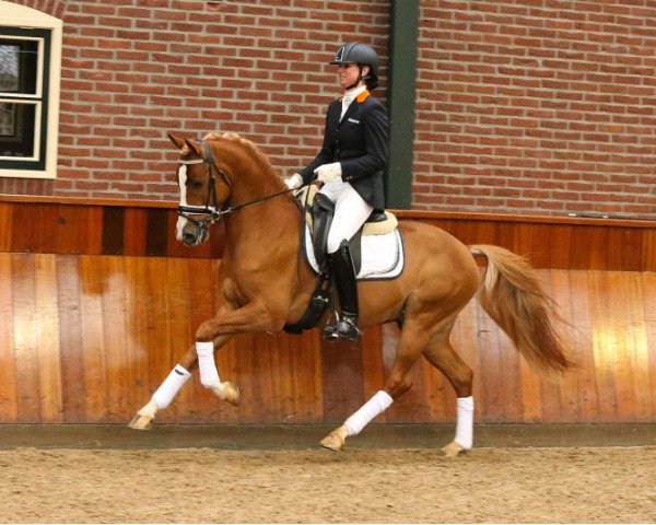 stallion Vigaro (German Riding Pony, 2012, from Heidehof's Don Diego)