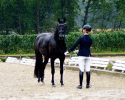 dressage horse First Date 8 (Westphalian, 2015, from Finest)