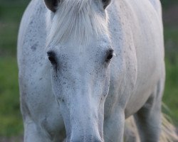 Springpferd Rivera 33 (Deutsches Sportpferd, 2003, von Rudelsburg)