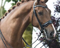 dressage horse Evolution Logique (KWPN (Royal Dutch Sporthorse), 2009, from Zambuka)