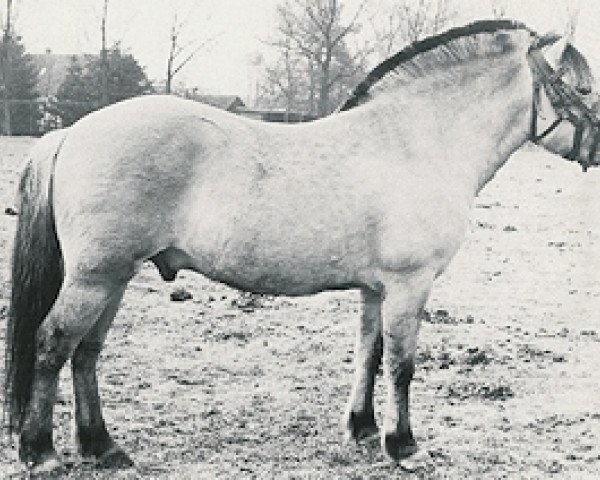 Deckhengst Ivar (Fjordpferd, 1964, von Westman)