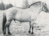 stallion Ivar (Fjord Horse, 1964, from Westman)