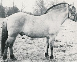 stallion Ivar (Fjord Horse, 1964, from Westman)