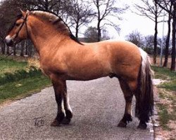 stallion Jolster (Fjord Horse, 1989, from Toddy I)