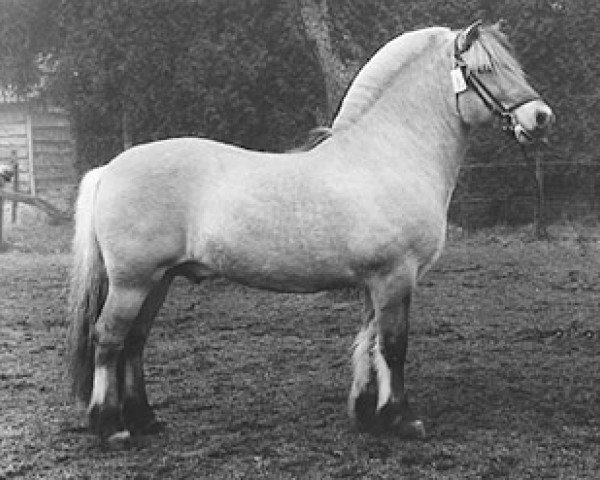 stallion Toddy I (Fjord Horse, 1977, from Tyko 8 SWE)