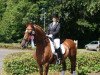 Dressurpferd Ovation 5 (Trakehner, 1996)