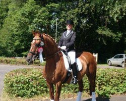 Dressurpferd Ovation 5 (Trakehner, 1996)
