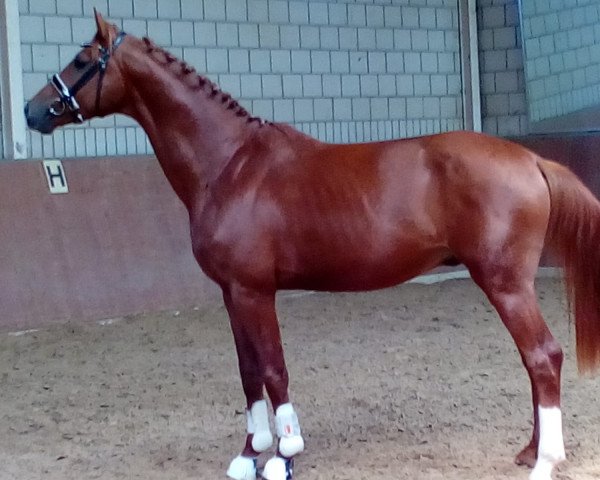 dressage horse Fürst Ovation (Hanoverian, 2015, from Fürst Nymphenburg)