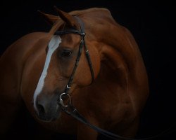 dressage horse Wernice (Hanoverian,  , from Wie Weltmeyer)