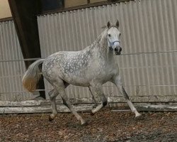 broodmare Coco Chanel (Württemberger, 2010, from Ciacomo)