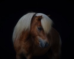 horse Greylight Simsalabim (Shetland pony (under 87 cm), 2016, from Steward vom Ellernbrook)