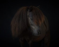 horse Jack von der Marren (Shetland pony (under 87 cm), 2015, from Jo's Folly)