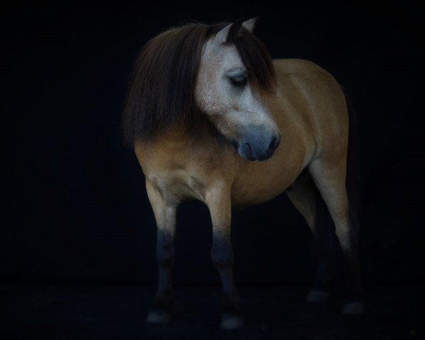 horse Fleetwood Ley Patchwork (Shetland pony (under 87 cm), 2013, from Fleetwood Ley Poppstar)