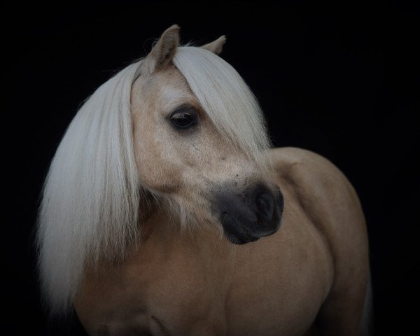 horse Fleetwood Ley Picasso (Shetland pony (under 87 cm), 2013, from Fleetwood Ley Poppstar)