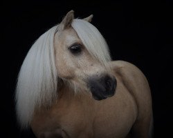 Pferd Fleetwood Ley Picasso (Shetland Pony (unter 87 cm), 2013, von Fleetwood Ley Poppstar)