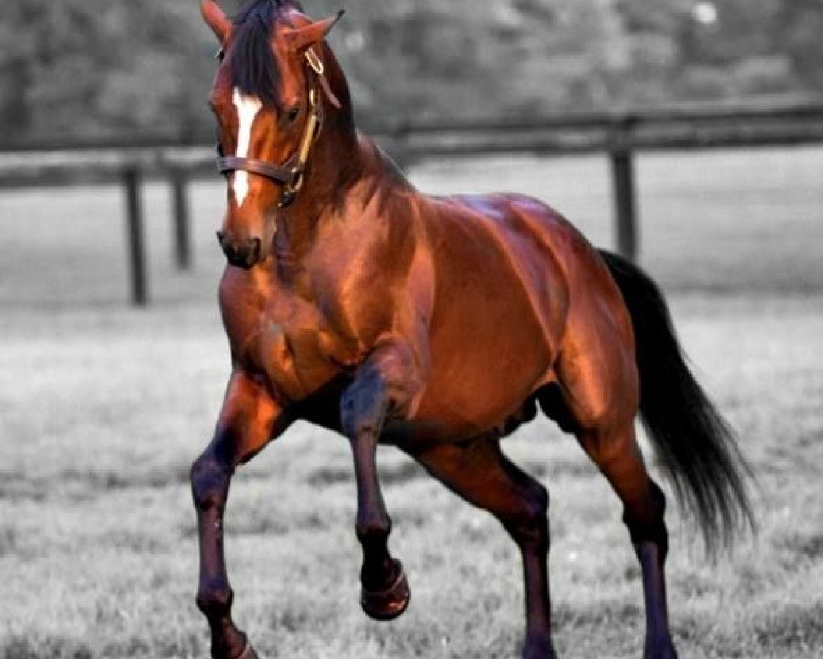 Deckhengst Tapizar xx (Englisches Vollblut, 2008, von Tapit xx)
