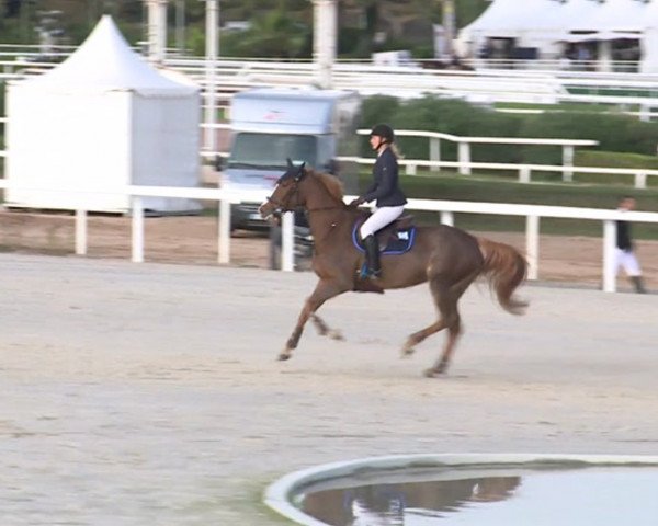 Springpferd Ueva Hoy (Selle Français, 2008, von Lejano)