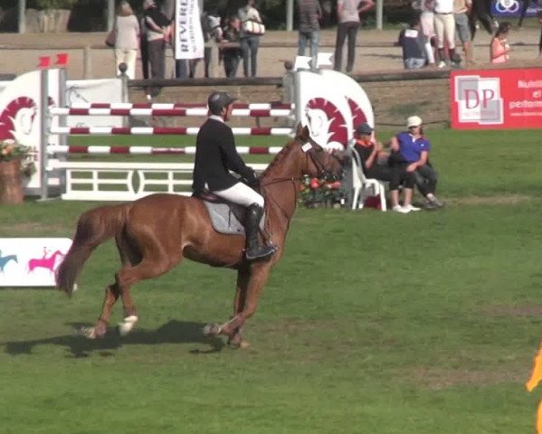 horse Umosa Hoy (Selle Français, 2008, from Calvaro Z)