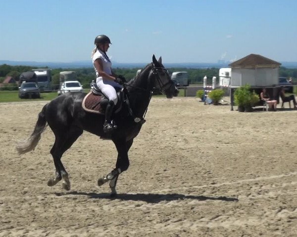 Reitturnier Burscheid-Paffenlöh 2017