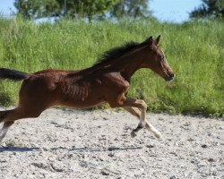 dressage horse Tiptop (Württemberger, 2017, from Birkhof's Topas FBW)