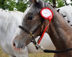 Springpferd Cordonello (Österreichisches Warmblut, 2018, von Cordolensky)