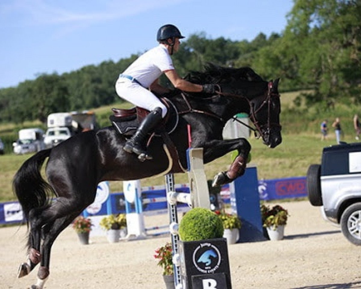stallion Varech Hoy (Selle Français, 2009, from Lejano)