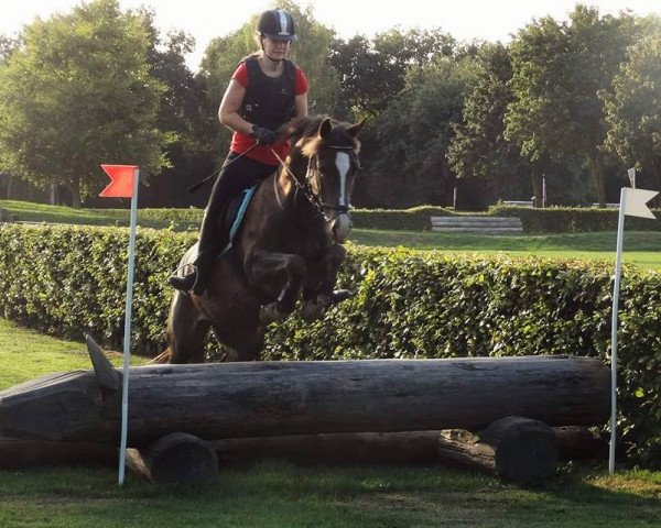 horse Hoppenhof's Okidoki (New Forest Pony, 2011, from Melle Wiebert)