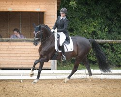 dressage horse Dark Highlight 2 (Hanoverian, 2004, from Don Crusador)