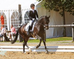 dressage horse Royal Lady 53 (Oldenburg, 2013, from Rubinio NRW)