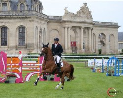 Springpferd Vosco Hoy (Selle Français, 2009, von Watch Me van 't Zorgvliet)