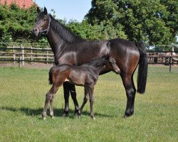 broodmare I'm so pretty (Holsteiner, 2016, from Canturano I)