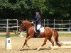 dressage horse Crackers Felicity (German Riding Pony, 2009, from FS Cracker Jack)