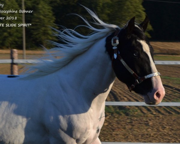 Pferd JD WHITE SLIDE SPIRIT (Paint Horse, 2016, von Cherokee Black Max)