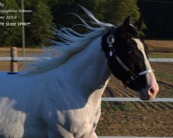 horse JD White Slide Spirit (Paint Horse, 2016, from Cherokee Black Max)