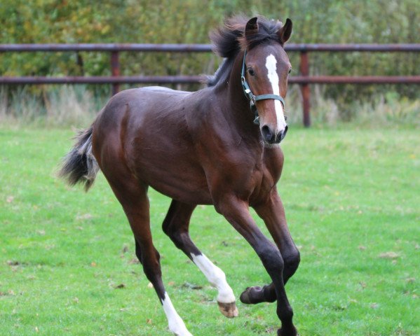 jumper Callboy Axelhoeve Z (Belgian Warmblood, 2020, from Casall)