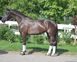 broodmare Prämienstute von Don Frederic (Hanoverian, 2013, from Don Frederico)