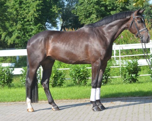 Pferd Wallach von Zack (Hannoveraner, 2013)