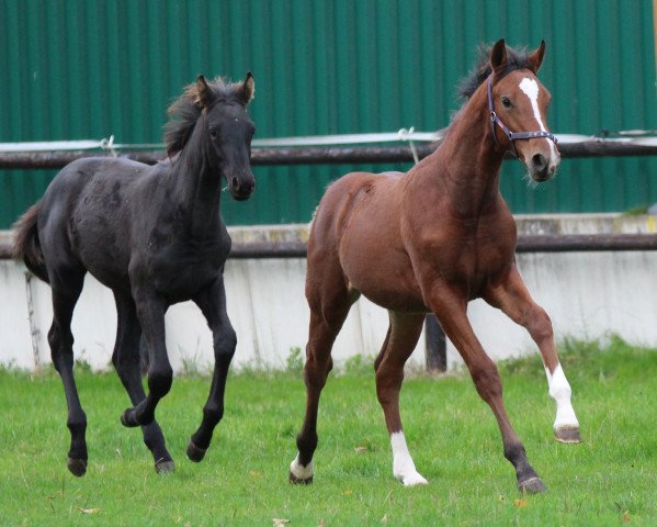 jumper Tiebreaker HB Z (Belgian Warmblood, 2020, from Taloubet Z)