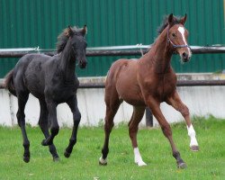 Springpferd Tiebreaker HB Z (Belgisches Warmblut, 2020, von Taloubet Z)