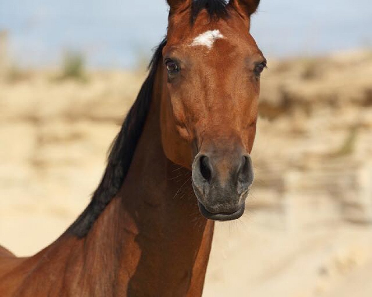 horse Carlchen (Westphalian, 2004, from Cala Millor)