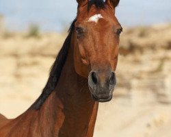 horse Carlchen (Westphalian, 2004, from Cala Millor)