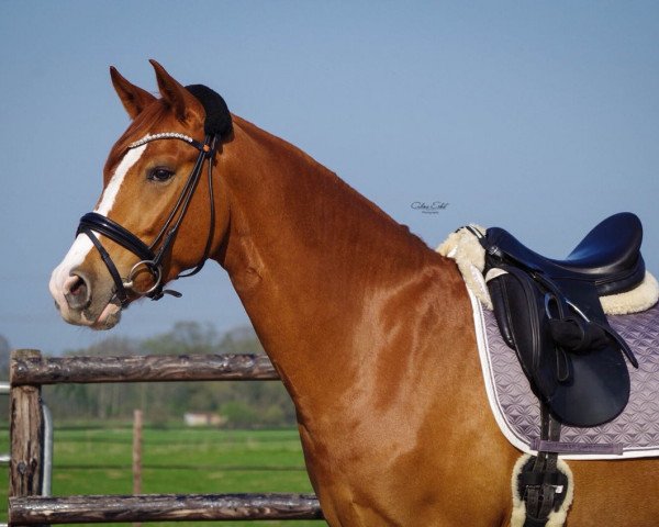 dressage horse Metropolitan Sky Dancer (German Riding Pony, 2014, from FS Mr. Right)