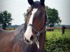 horse Leon le Beau (Hanoverian, 2008, from Lauries Crusador xx)