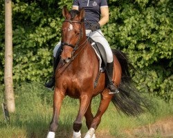 dressage horse Commander 33 (Holsteiner, 2008, from Cormint)